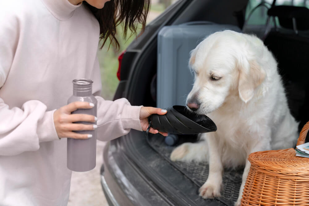 Person giving water from a reusable bottle to a golden retriever drinking from a collapsible travel bowl at an open car trunk