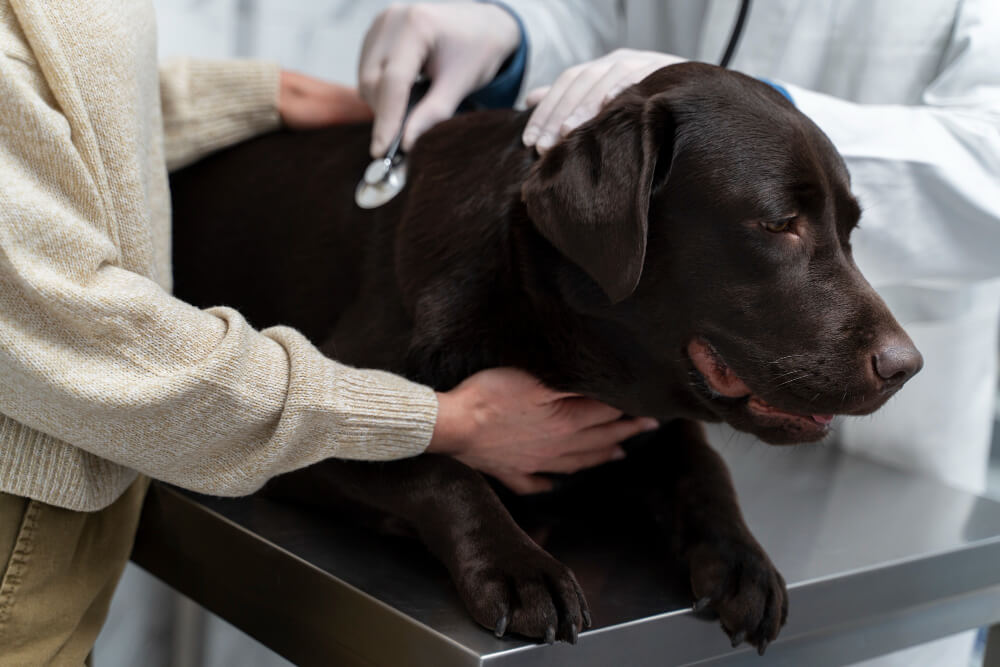 Veterinarian using a stethoscope to examine a chocolate Labrador while the owner comforts the dog on a clinic exam table