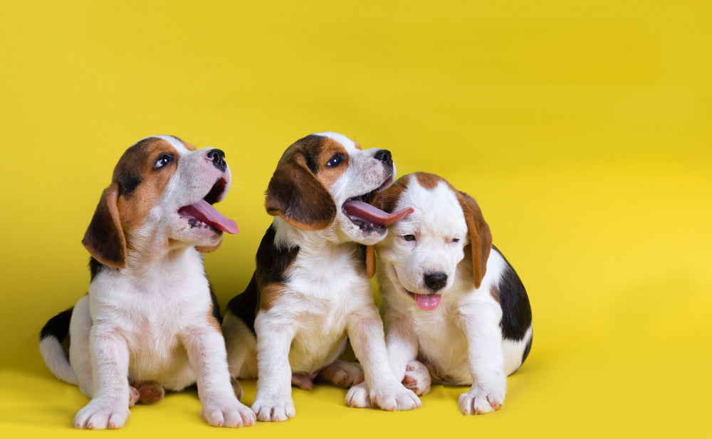 Three beagle puppies yawning and sitting together on a bright yellow background