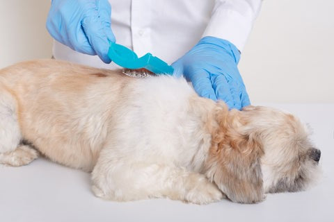 Small light-brown dog lying on a grooming table while a person wearing blue gloves brushes its coat