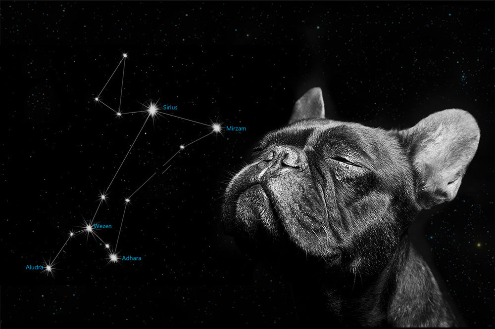 Black French bulldog with eyes closed looking upward against a starry sky showing the Canis Major constellation with labeled stars