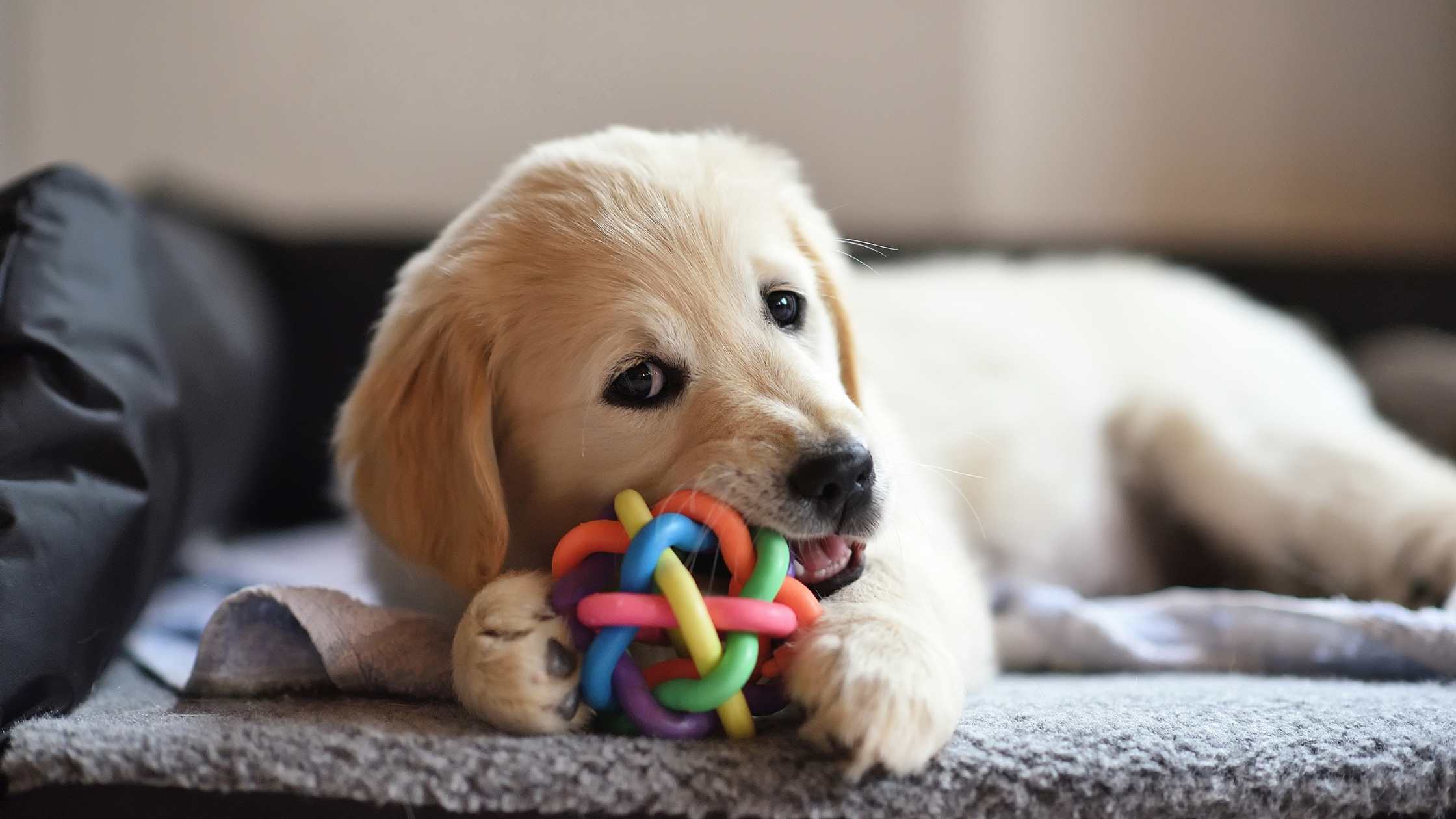 Golden retriever puppy chewing a colorful knotted rubber ball on a gray dog bed