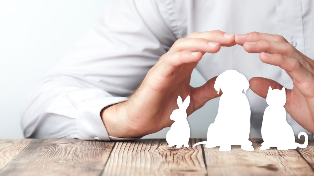 Hands forming a protective shelter over cutouts of a rabbit, dog, and cat on a wooden table