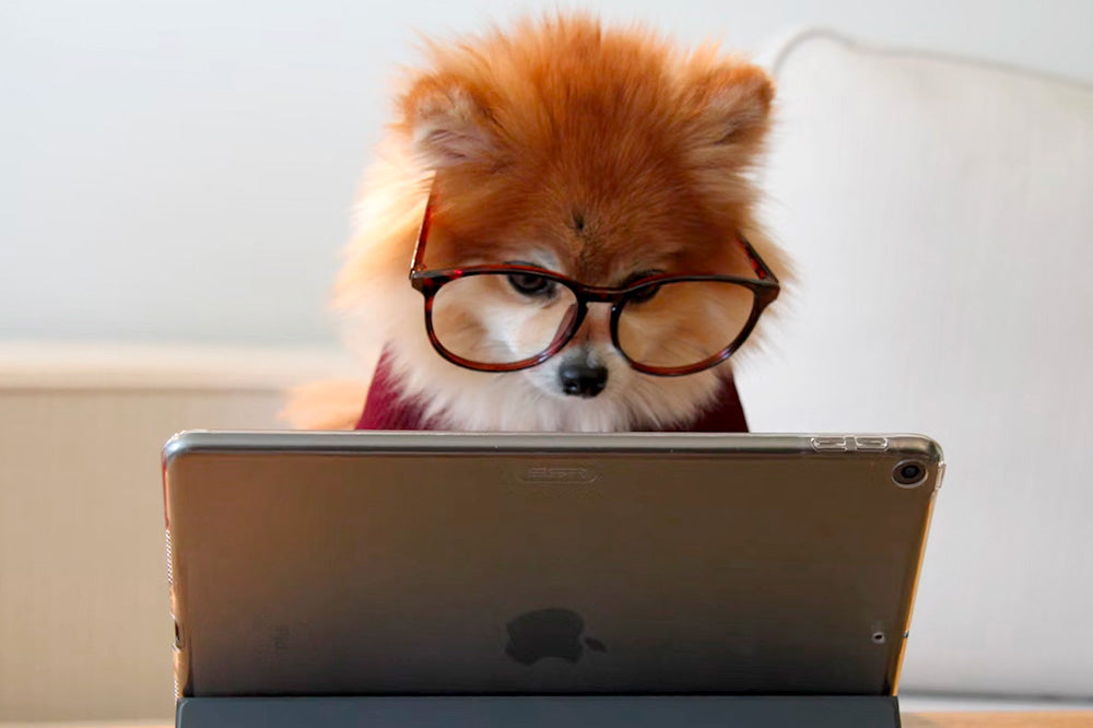 Pomeranian wearing eyeglasses intently looking at a tablet on a table in a bright room