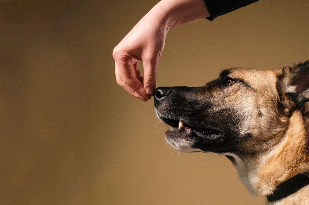Hand feeding a treat to a medium-large shepherd-type dog during training against a neutral beige background