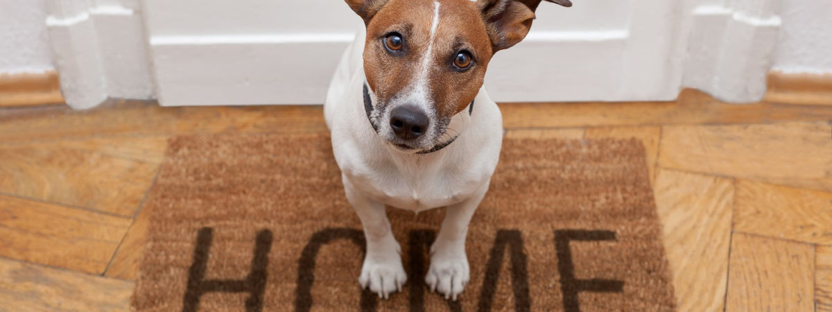 Small brown and white dog sitting on a HOME doormat in front of a closed white door