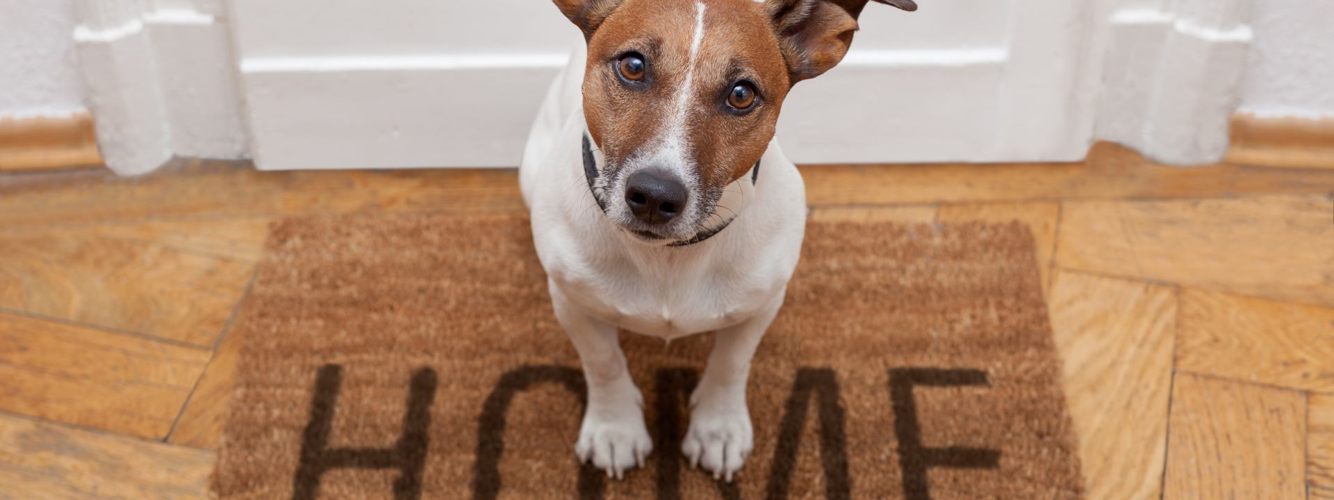 Small brown and white dog sitting on a HOME doormat in front of a closed white door