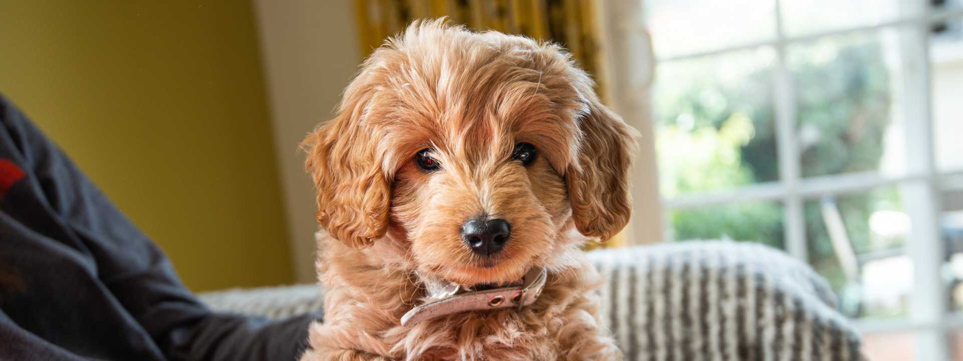 Curly light-brown doodle puppy sitting on a couch in a sunlit living room