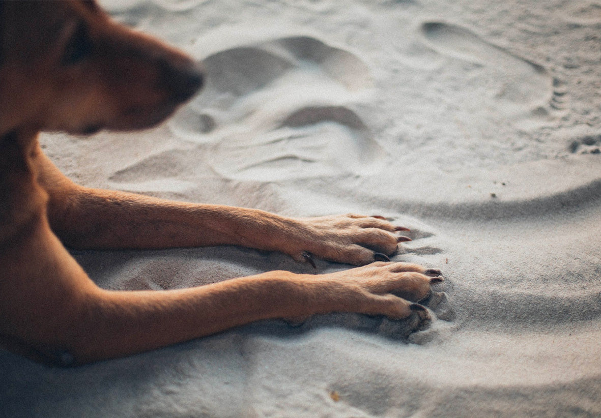 Brown dog resting with front paws stretched in sand, close-up of forelegs and paws