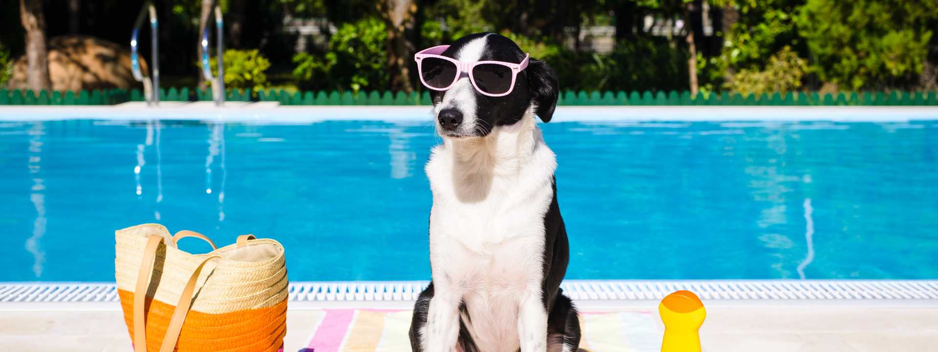 Black and white dog wearing pink sunglasses sitting at the edge of a backyard pool with a straw bag and yellow toy