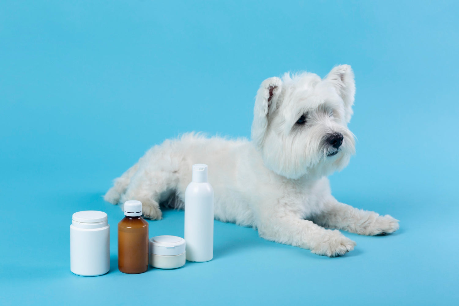 Small white dog lying next to several supplement bottles on a light blue background