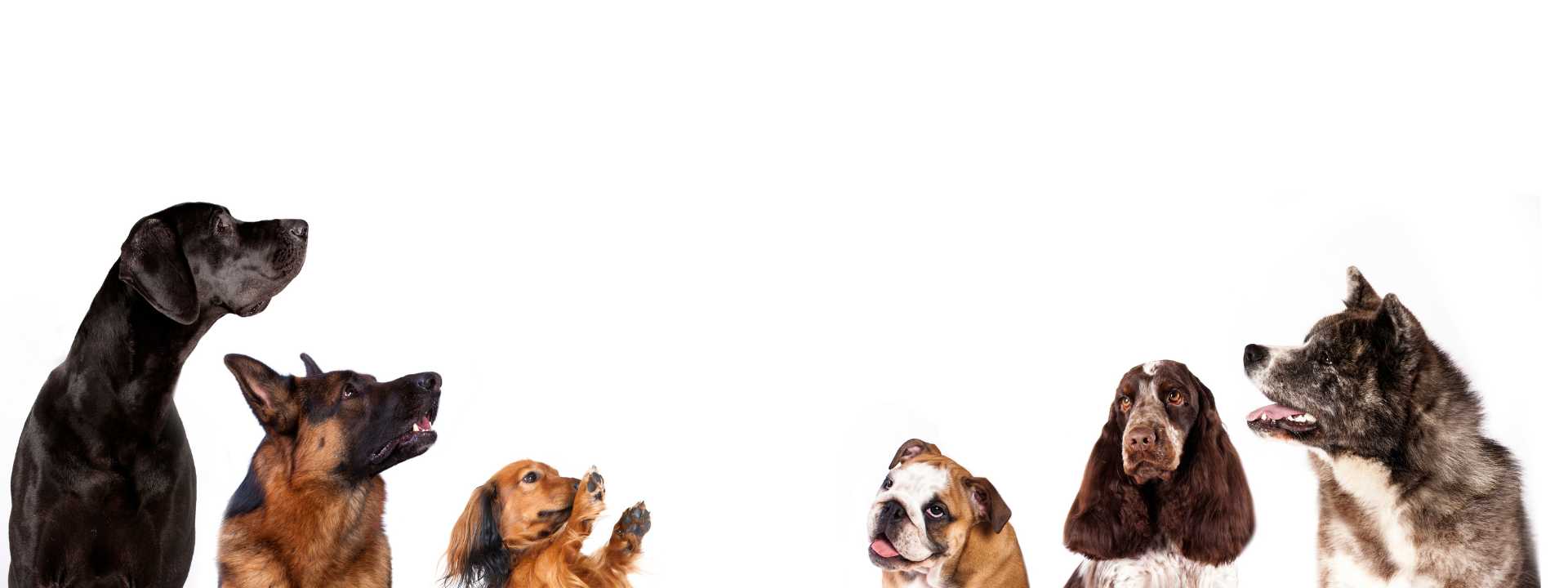Group of dogs of different breeds looking up against a white background
