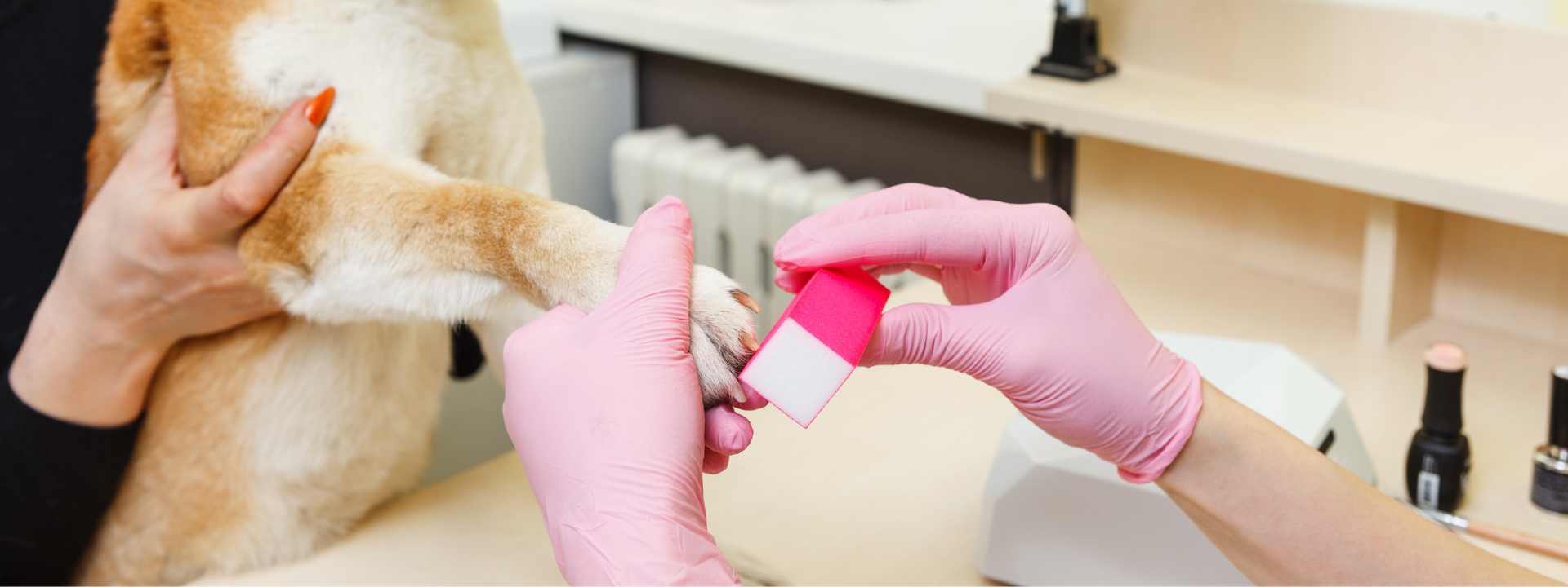 Groomer wearing pink gloves holding a dog’s paw and buffing its nail with a pink nail buffer at a grooming table