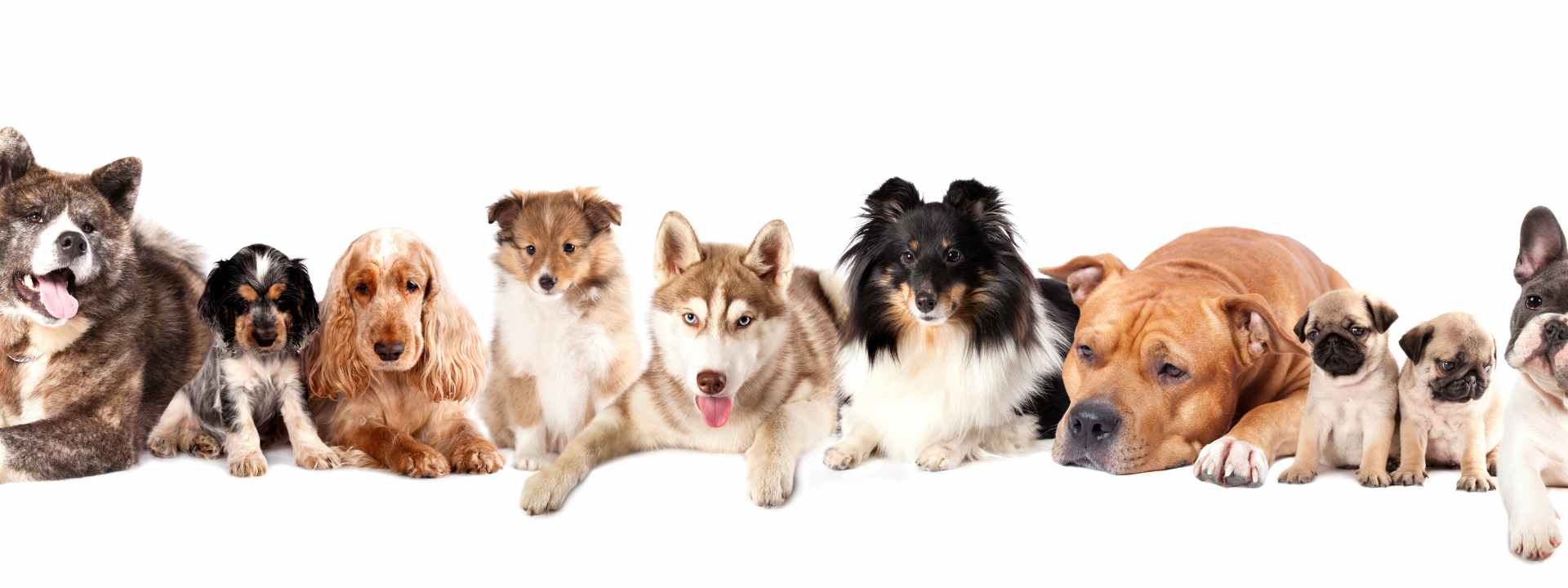 Row of diverse dog breeds sitting and lying on a white background as blog header