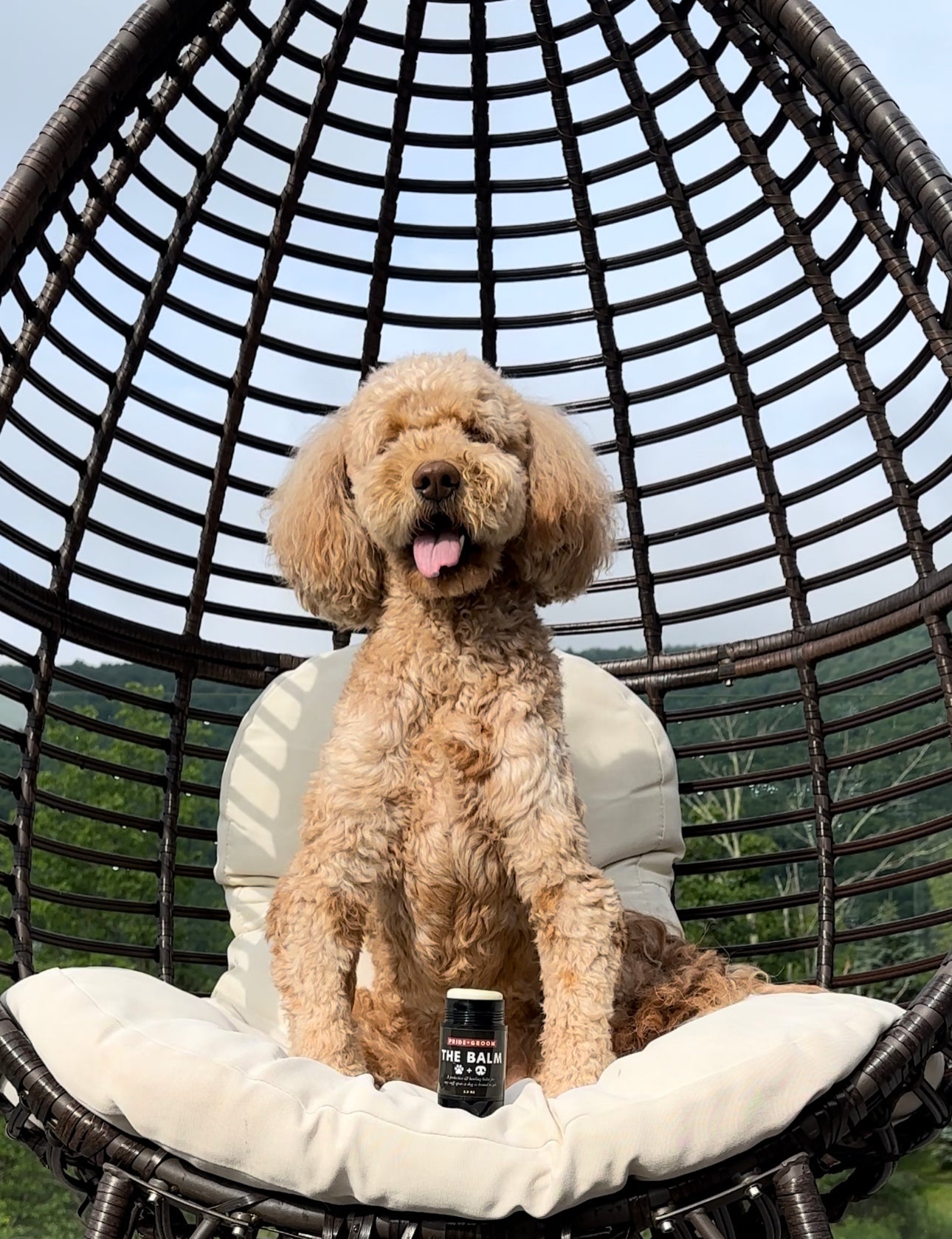 Tan curly-haired dog panting while sitting in a hanging wicker egg chair outdoors, paw balm jar on the cushion in front