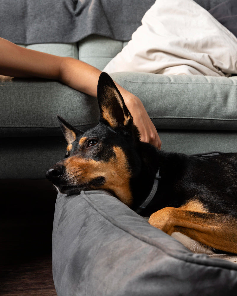 Black-and-tan dog being petted while resting in a gray dog bed beside a couch