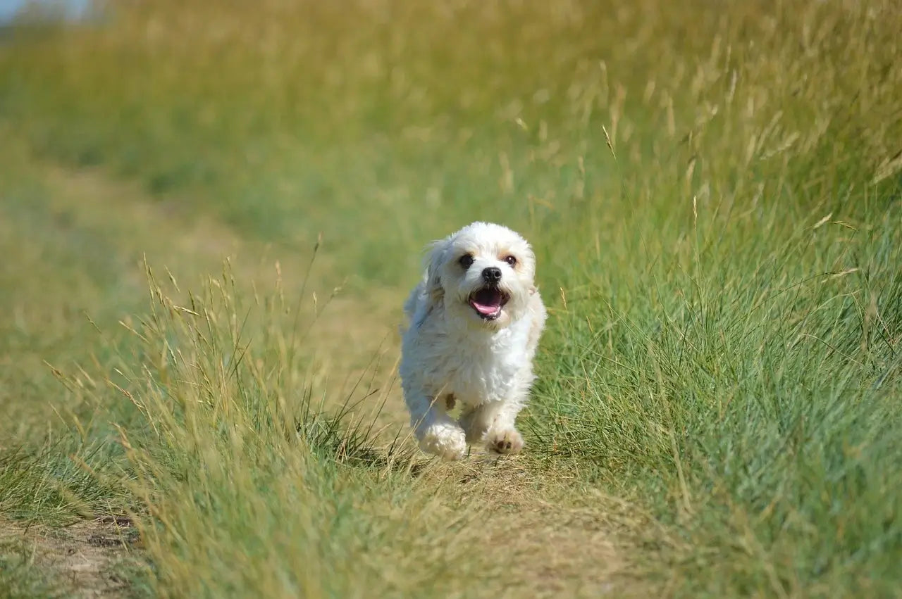 Small white dog running along a narrow dirt path through tall grass on a sunny day