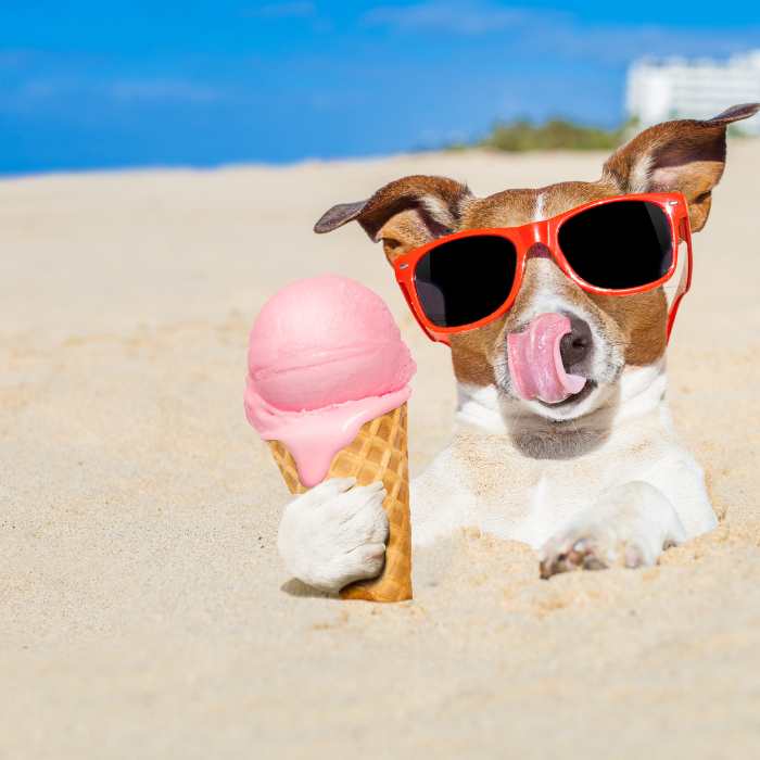 Dog wearing red sunglasses licking its nose while holding a melting pink ice cream cone on a sunny sandy beach