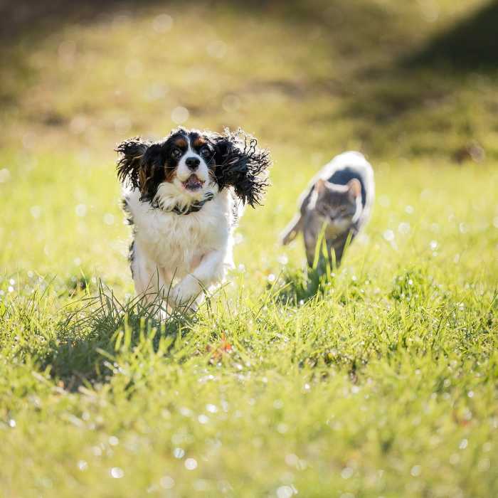 Small tricolor dog running across a sunlit grassy park with a cat following in the background