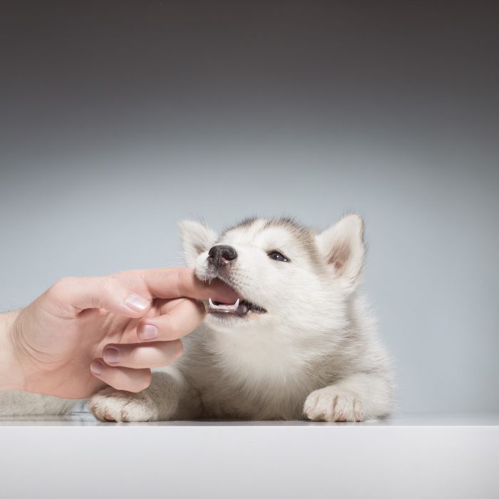 Small light-colored puppy nibbling a person’s fingers on a neutral gray studio background