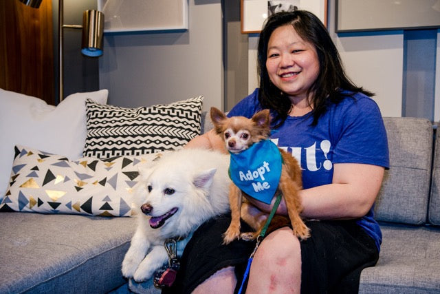 Smiling woman on a gray couch holding a small brown chihuahua in a blue “Adopt Me” bandana, with a fluffy white dog sitting beside them