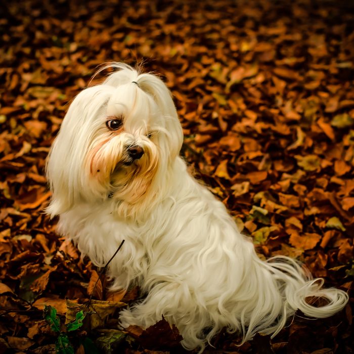 Small white long-haired dog sitting among fallen autumn leaves