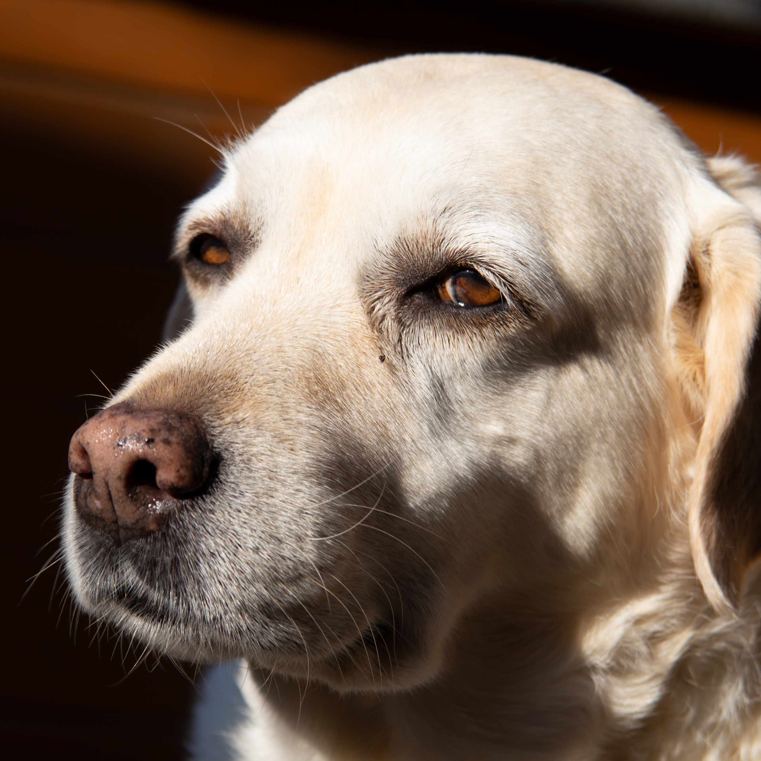 Close-up of a light-colored Labrador retriever looking sideways in warm sunlight
