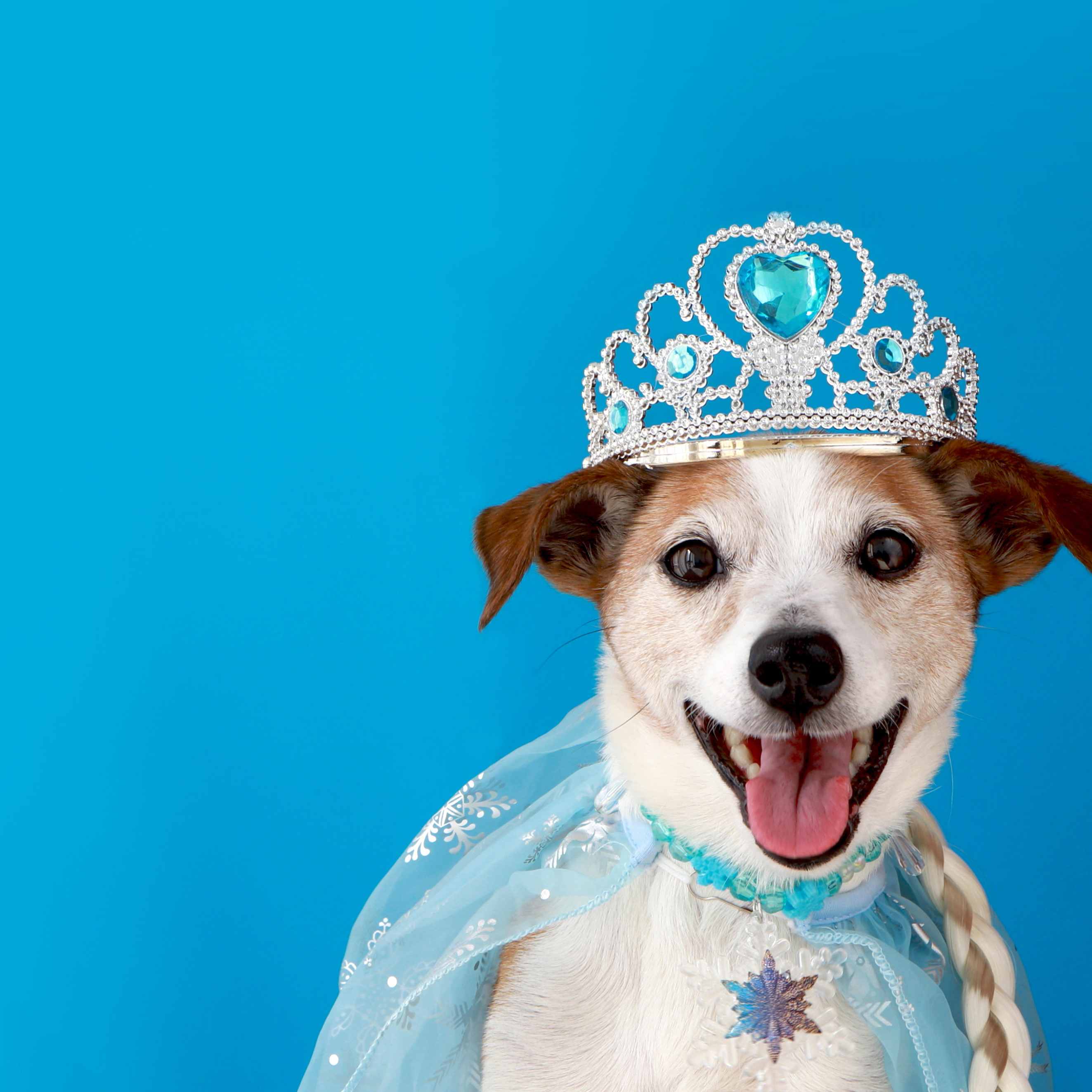 Small white and brown dog wearing a jeweled tiara and blue princess cape, tongue out, against a bright blue background