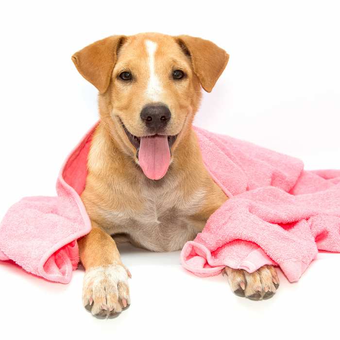 Smiling tan dog wrapped in a pink towel after a bath on a white background