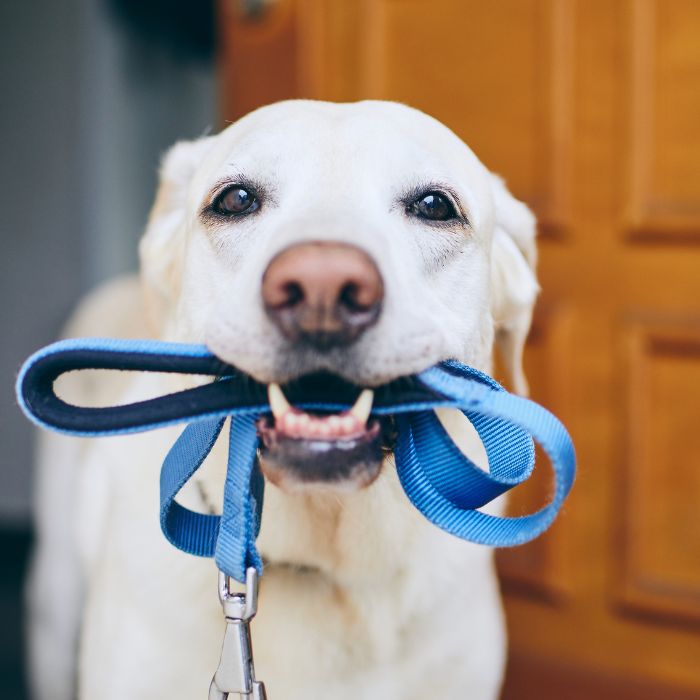 Light-colored dog holding a blue leash in its mouth at a front door, eager to go for a walk