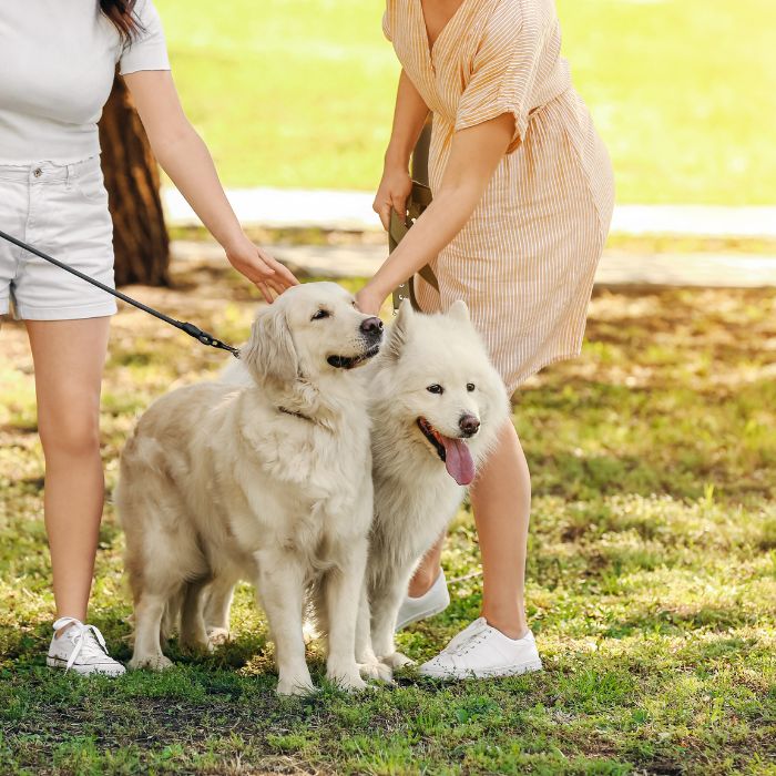 Two large light-colored dogs on leashes standing side by side in a sunny park while two people pet them