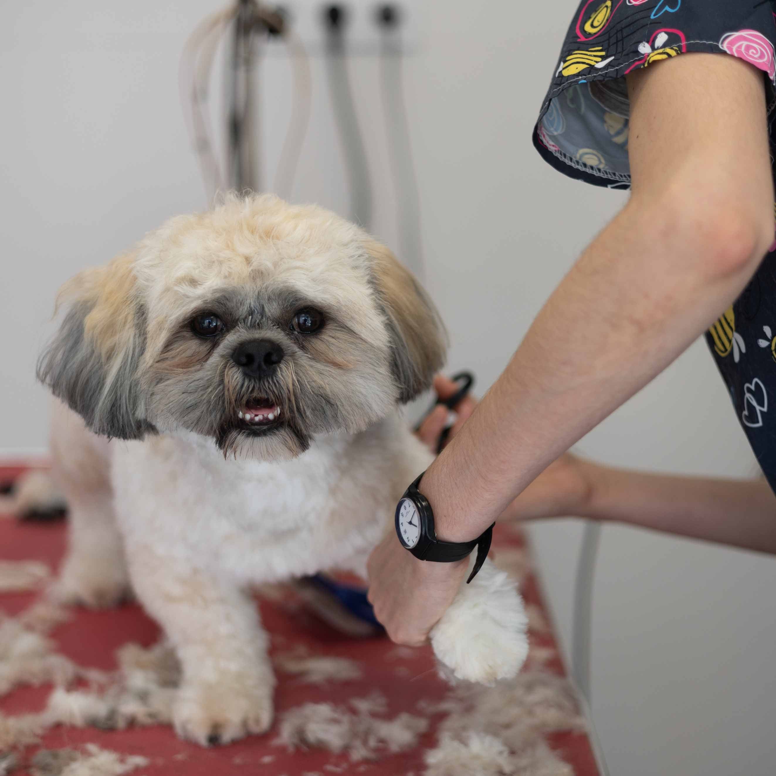 Small white and tan dog being groomed on a grooming table, groomer holding its paw