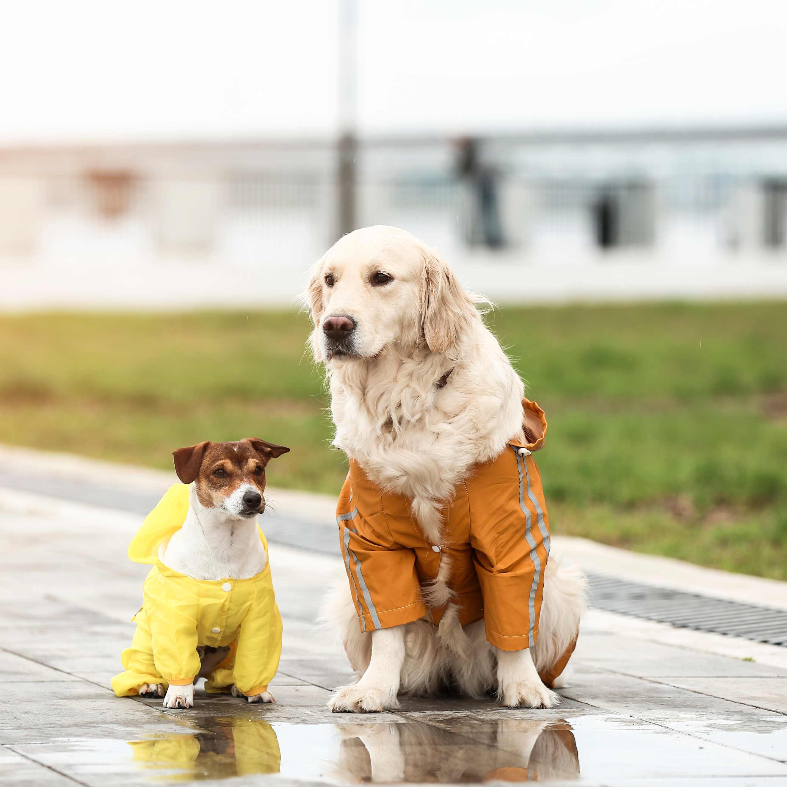 Two dogs in raincoats on a wet sidewalk by a puddle, one large light dog in orange and one small brown and white dog in yellow