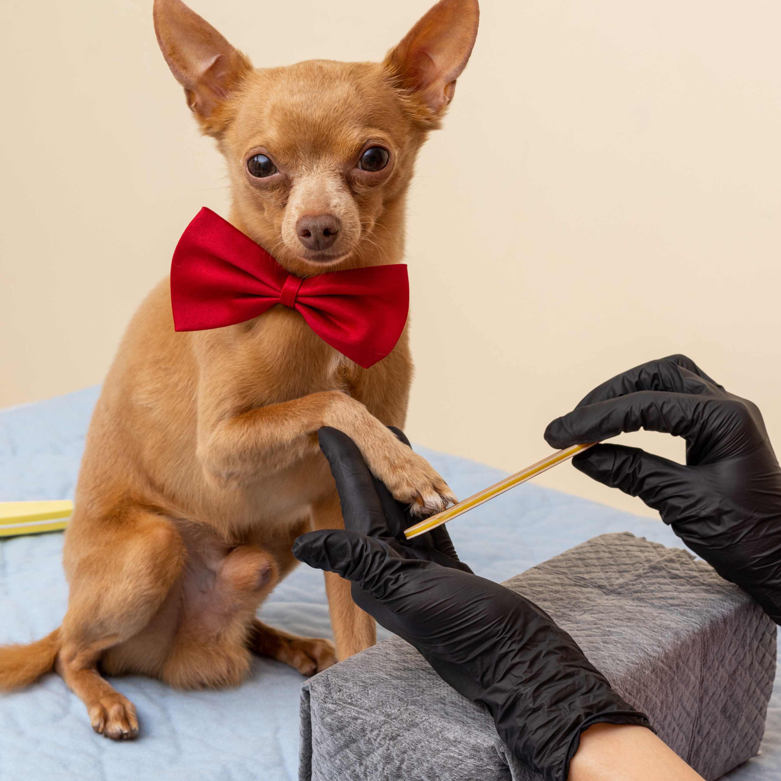 Chihuahua wearing a red bow tie has its paw held while a groomer in black gloves files its nails on a grooming table