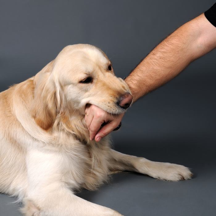 Golden retriever gently mouthing a man’s hand while lying on a gray studio background