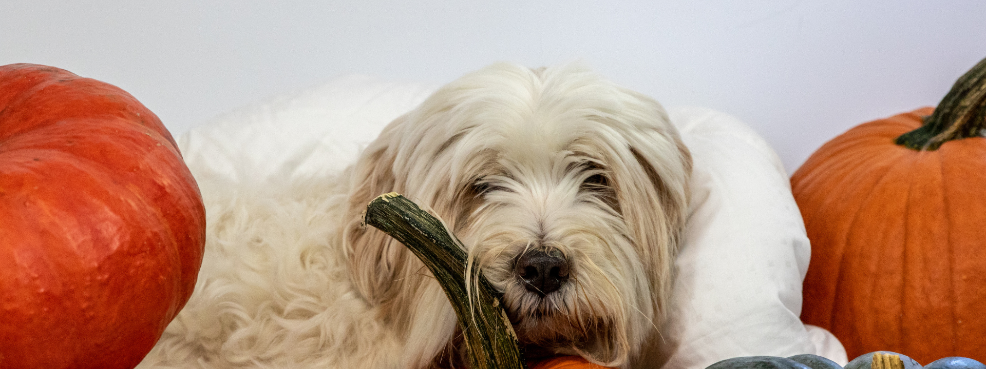White long-haired dog resting among pumpkins on a pillow in a fall-themed setting