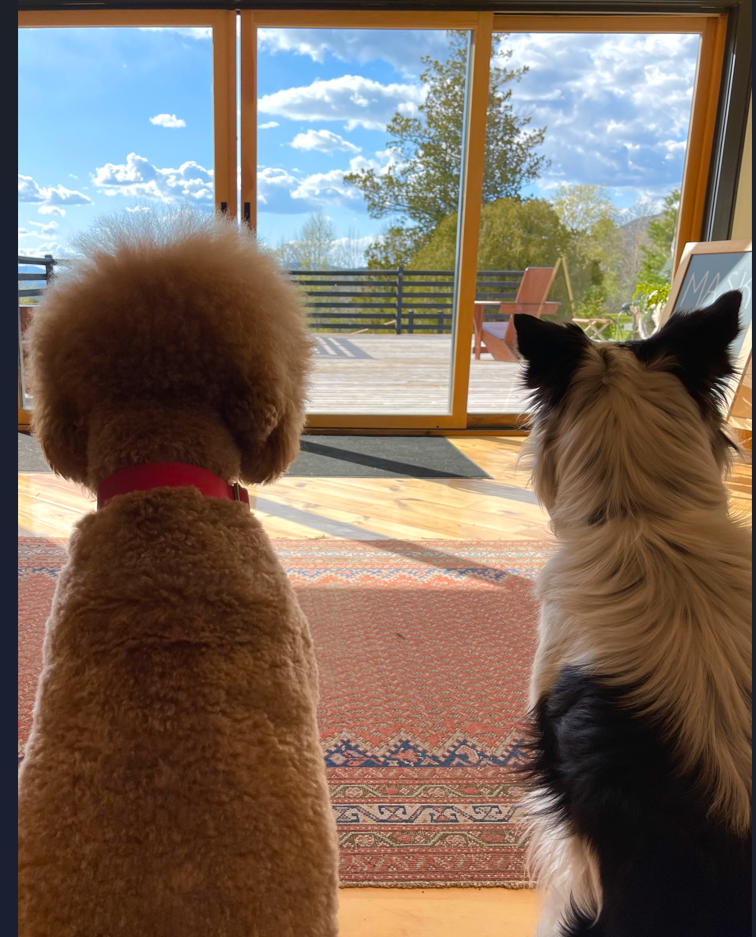 Two dogs sitting side-by-side looking out a sliding glass door at a sunny deck and blue sky