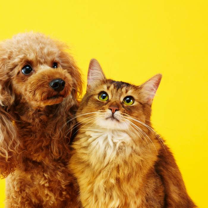 Poodle and orange tabby cat sitting side by side looking up against a bright yellow background