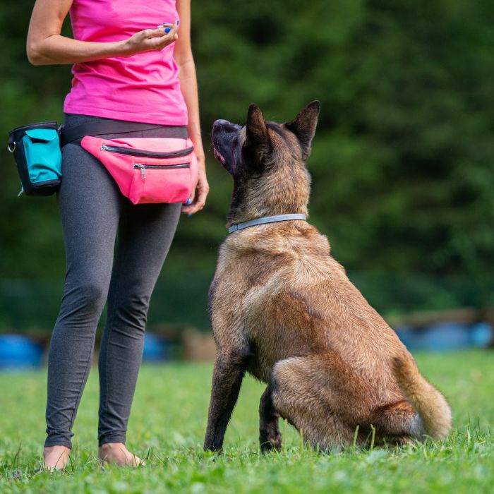 Person holding a treat while training a large brown dog sitting attentively on grass in a park