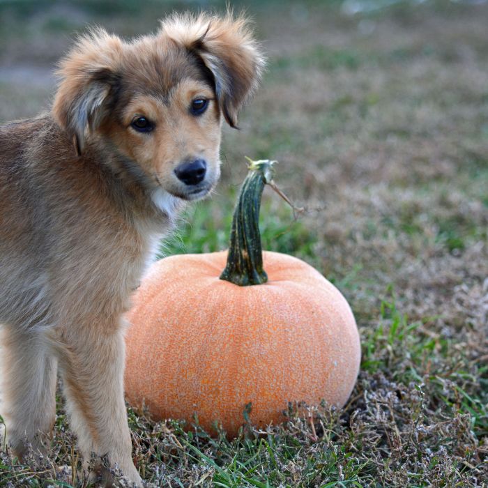 Puppy standing next to an orange pumpkin on grass in an outdoor autumn setting