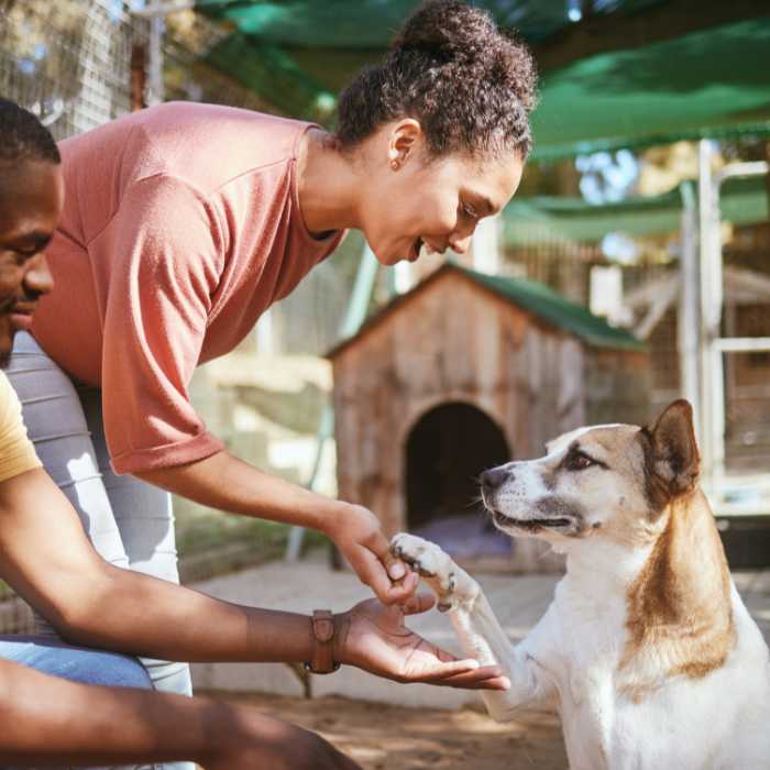 Woman and man interact with a medium-sized dog, the woman takes the dog’s paw in an outdoor animal shelter with a doghouse in the background