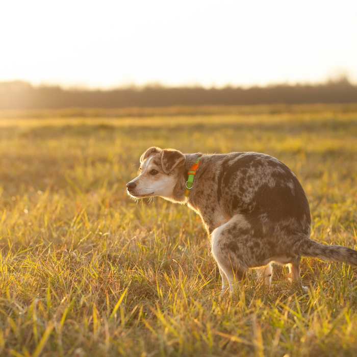 Dog squatting to defecate in a sunlit grassy field at golden hour