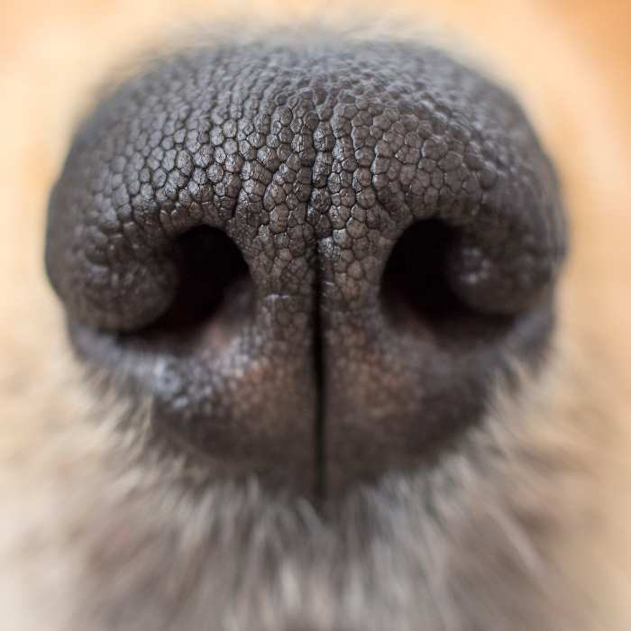 Close-up of a dog’s nose showing the textured, moist surface and surrounding whiskers