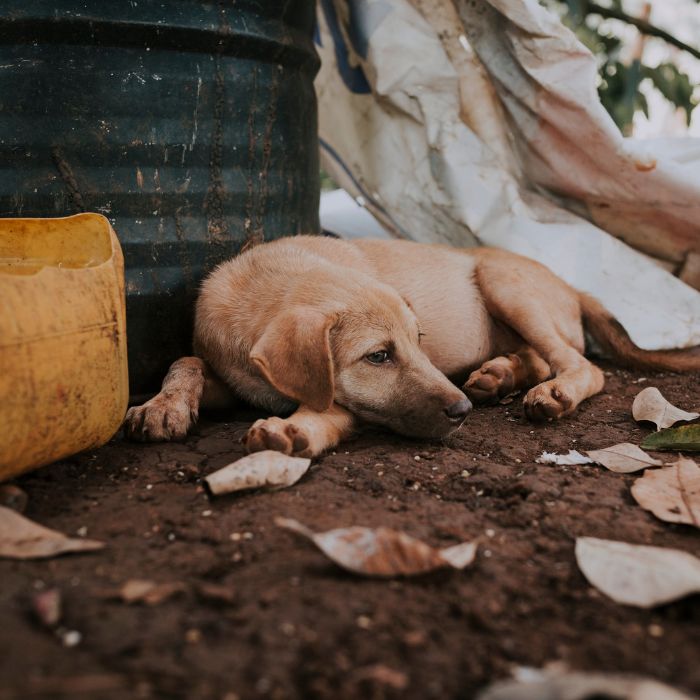 Brown puppy lying on dirt next to plastic containers and fallen leaves, resting outdoors
