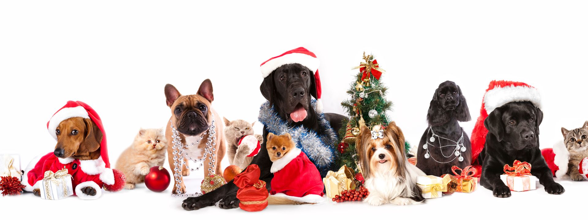 Group of dogs and cats in Santa hats and holiday outfits posed with a small Christmas tree and wrapped gifts on a white background