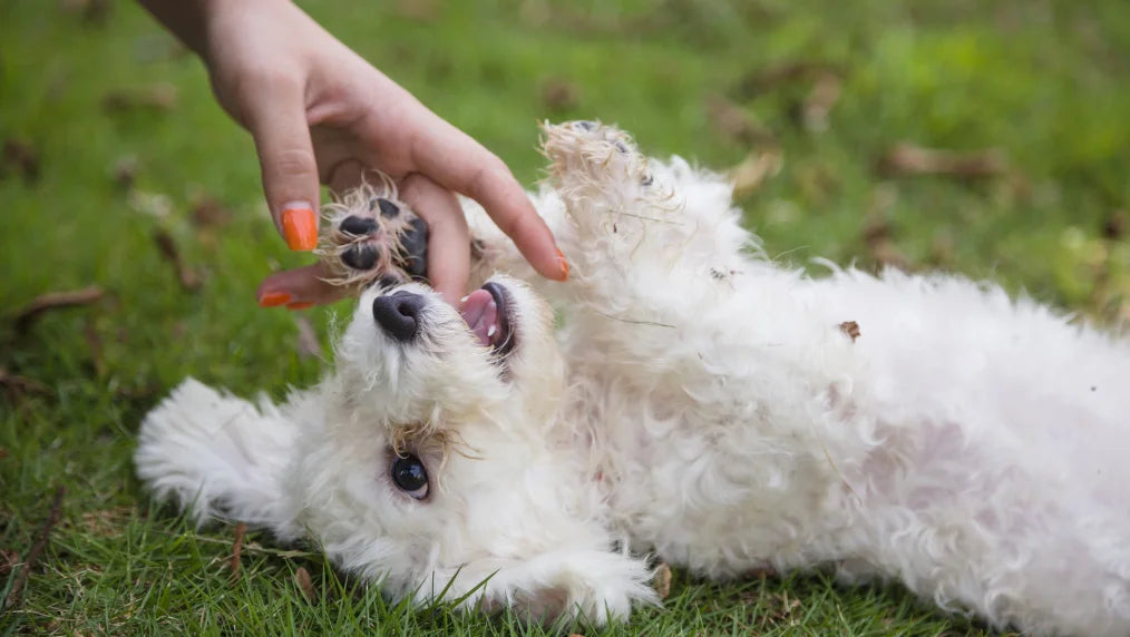 Bichon Frise puppy lying on its back on grass playfully mouthing a person’s hand with orange nail polish