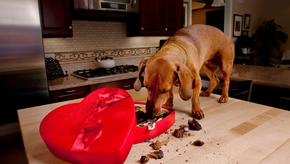 Brown dachshund eating chocolates from an open red heart-shaped box on a kitchen counter