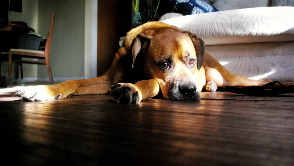 Brown dog lying on hardwood floor near a white couch, resting in a sunlit living room