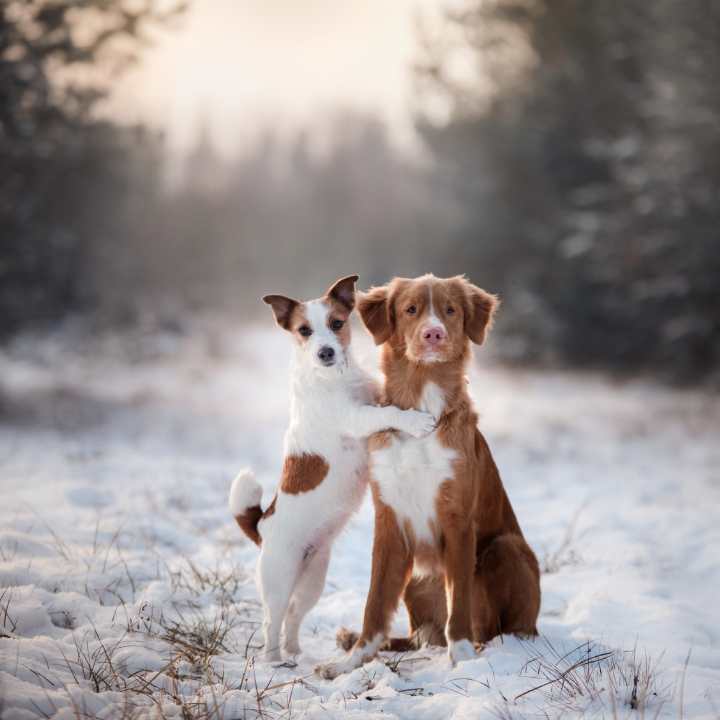 Two dogs in snow, a white-and-brown terrier resting a paw on a seated brown dog in a snowy field with blurred trees