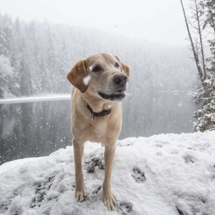 Light-colored dog standing on a snow-covered rock by a partially frozen lake with evergreen trees and falling snow